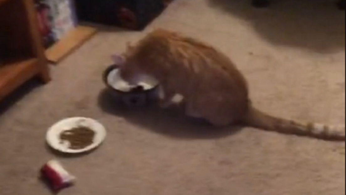 Un gato se las apaña para prepararse té con menta: aquí tienen su tutorial
