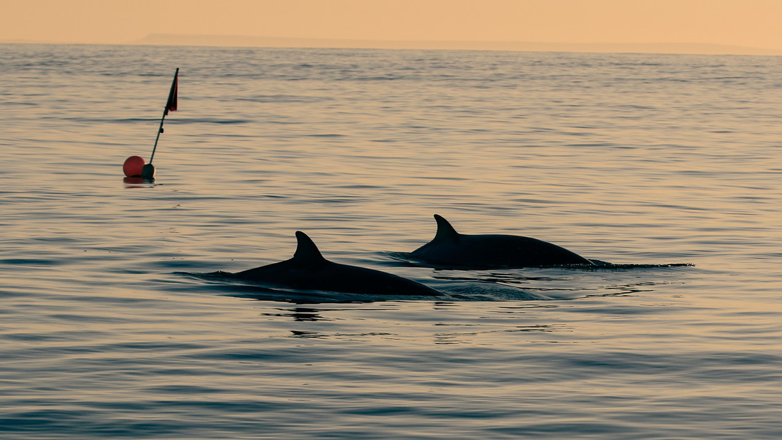 Científicos afirman haber encontrado una nueva especie de ballena frente a las costas de México