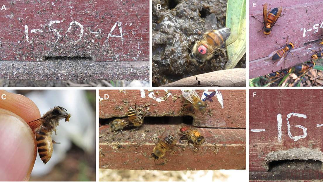 El 'arma secreta' de las abejas para luchar contra las avispas que las masacran