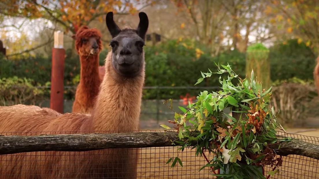 VIDEO: Dos llamas se comen las coronas navideñas en un zoo de Londres