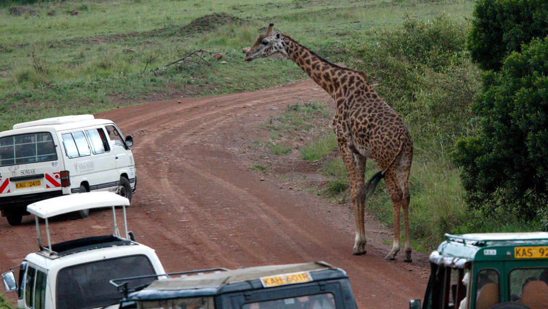 "Una aventura aterradora": una jirafa persigue y encara a un todoterreno en una reserva de Kenia (VIDEO)