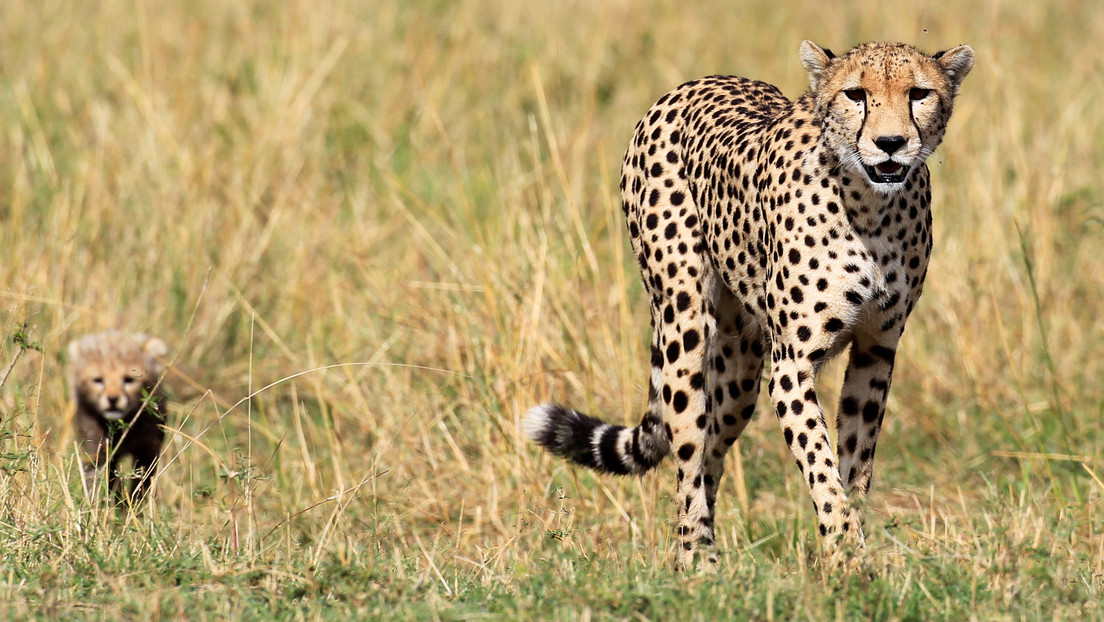 Un guepardo intenta saciar su sed y cae en las fauces de un cocodrilo (VIDEO)
