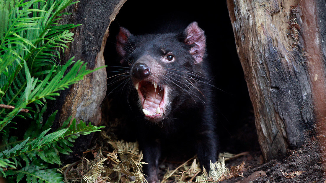 El demonio de Tasmania aprende a resistir el cáncer que amenazaba con extinguirlo