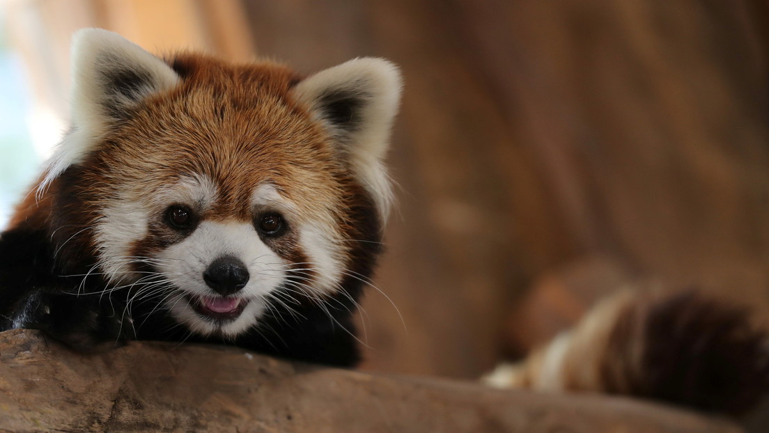 VIDEO: Momento en el que un curioso panda rojo encuentra una cámara oculta en su hábitat en el zoológico de Moscú