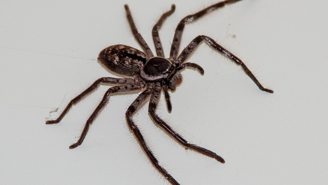 FOTO: Un australiano muestra la gigantesca araña del tamaño de una cara que ha vivido en su garaje por más de un año