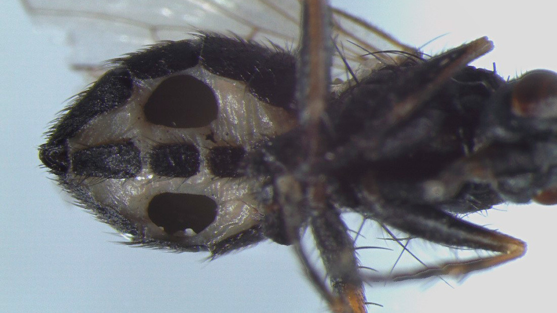 Descubren unos hongos que convierten a las moscas en 'zombis' y las devoran desde adentro
