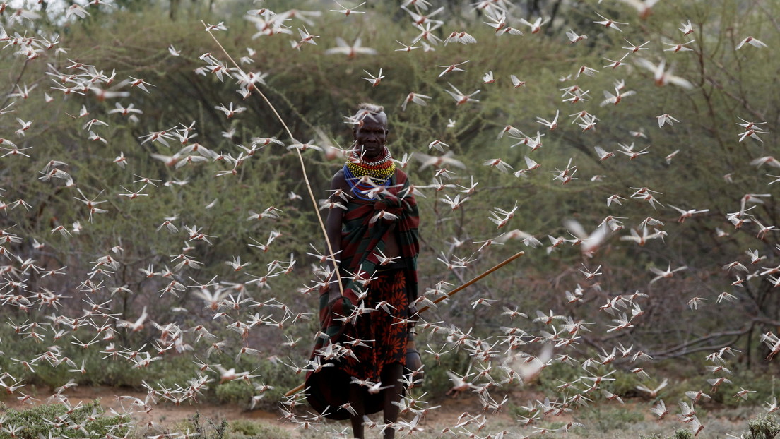 Una nueva ola de la "plaga implacable" de langostas amenaza a países de la península arábiga y África