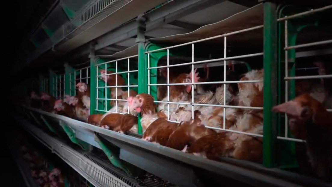 VIDEO: Una ONG revela crueles imágenes de gallinas enjauladas en una granja en España