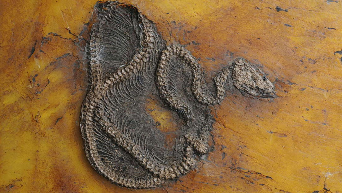 Descubren el fósil de la pitón más antigua del mundo