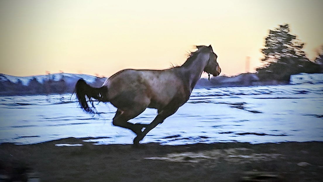 FOTOS: Una internauta publica fotos de su caballo 'camaleón', que cambia de color durante todo el año, y sorprende a la Red