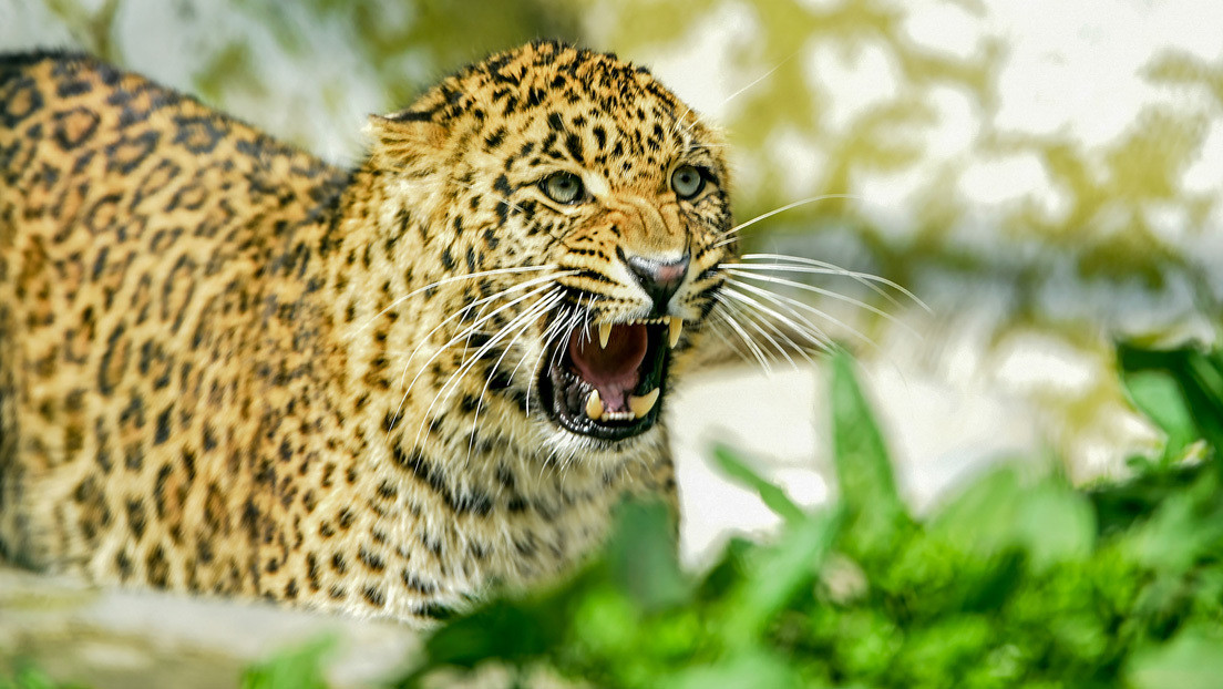 Francotirador abate a un leopardo que mató a 12 personas