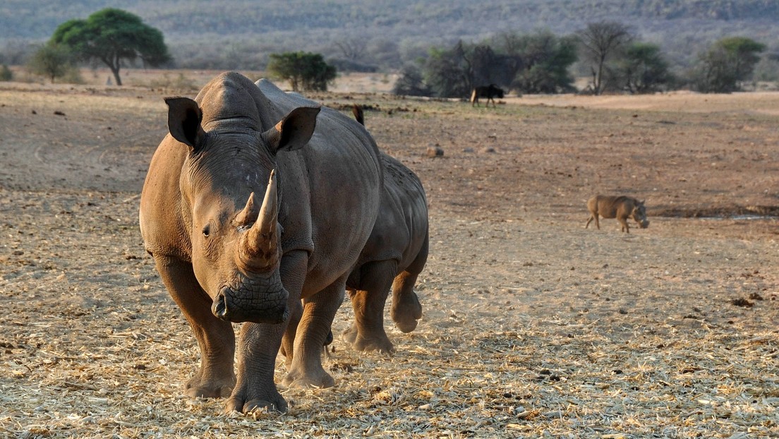 Video: Dos rinocerontes se cornean ante la mirada de visitantes en un parque nacional