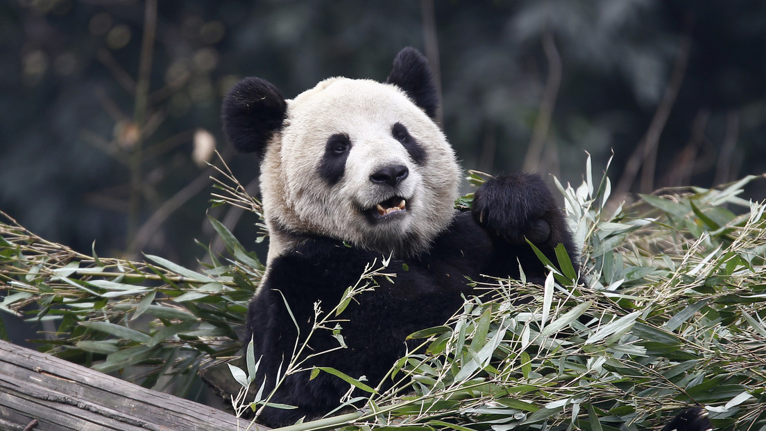 Muere  Xin Xing, la panda gigante en cautividad más longeva del mundo