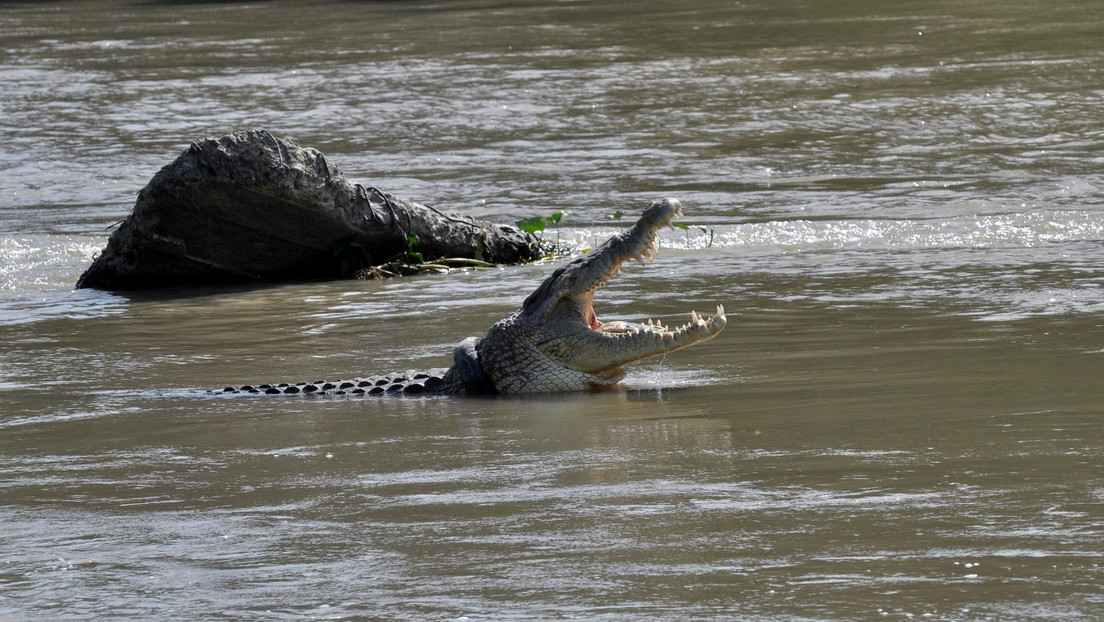 Captan el momento exacto en que un cocodrilo caníbal de casi 4 metros devora a un macho más joven (FOTO)