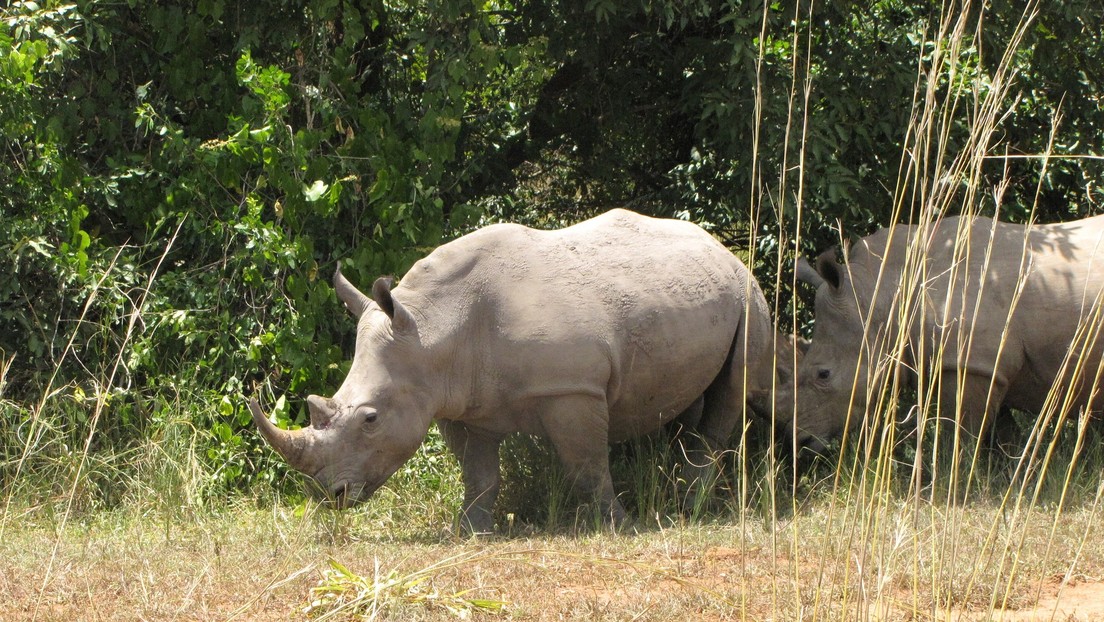 VIDEO: Un joven salta al recinto de los rinocerontes de un zoológico solo para hacer una voltereta y publicarla en TikTok