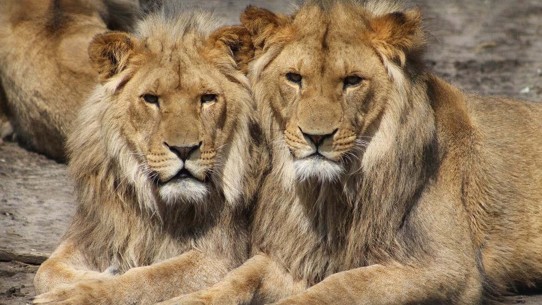 Dos leones matan a una niña que se adentró en un bosque en la India