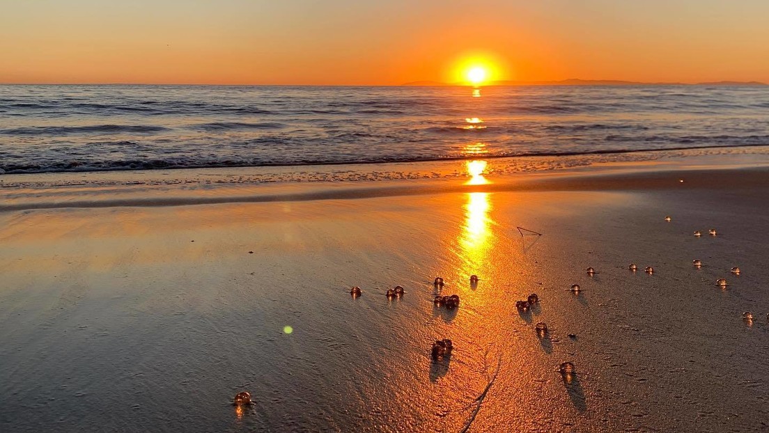 Miles de pequeñas bolas transparentes cubren playas de California (FOTO, VIDEO)