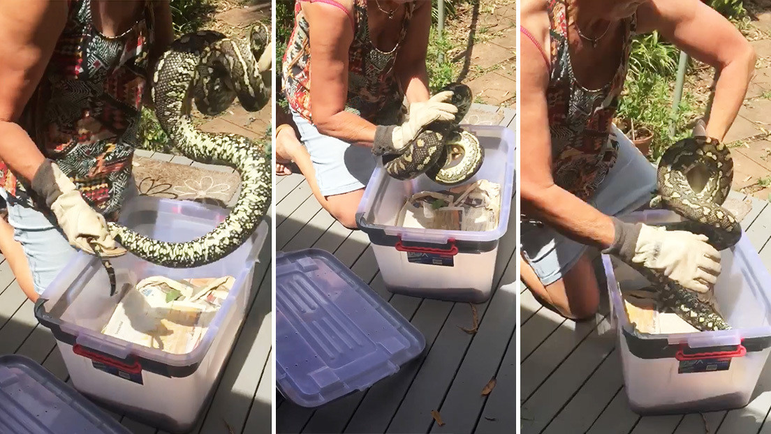 Una mujer logra meter una serpiente en una caja pese a su fuerte resistencia (VIDEO)