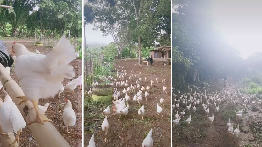 Una granja de gallinas causa sensación en las redes al 'recrear' la batalla final de 'Los Vengadores' en un video de TikTok