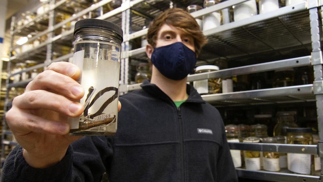Inesperado 'cambio de piel': descubren que una serpiente enana que se creía identificada es una especie nueva