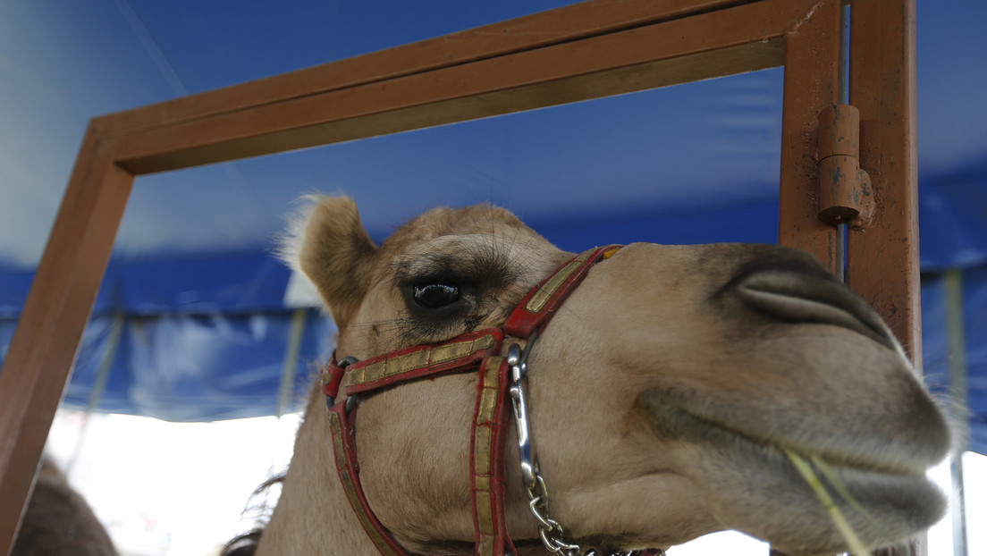 VIDEO: Un camello 'va de compras' con su dueña en busca de productos de belleza