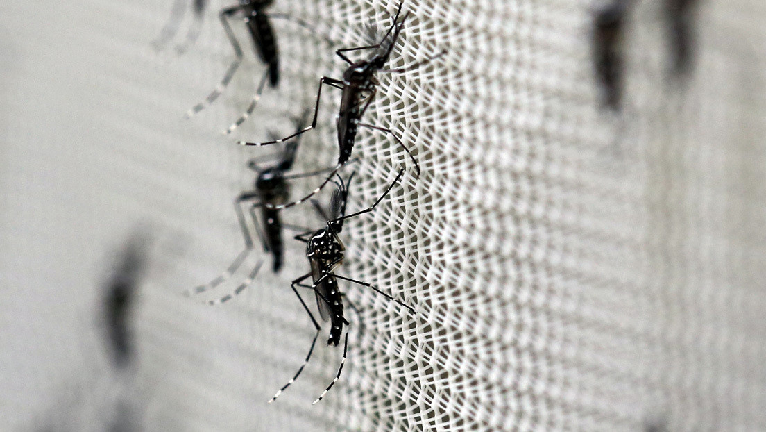 Desarrollan un repelente transgénico contra mosquitos patrocinado por militares de EE.UU.