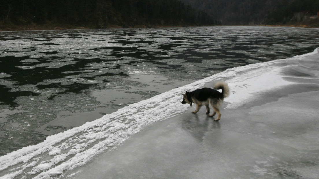 VIDEO: Bomberos rescatan a un perro a punto de morir en un lago congelado