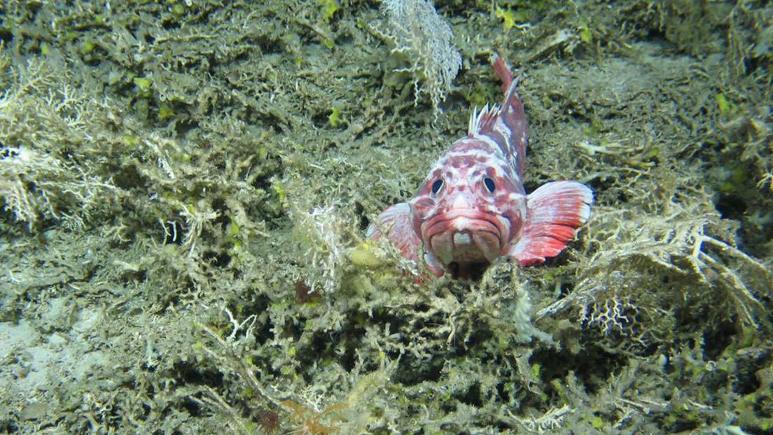 FOTOS: Descubren 12 nuevas especies en las profundidades del Atlántico Norte