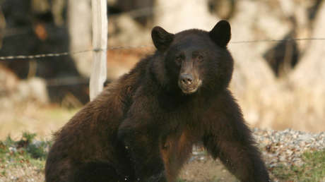 Hombre "agarra de la garganta y golpea en la cara" a un oso para salvar a su perro