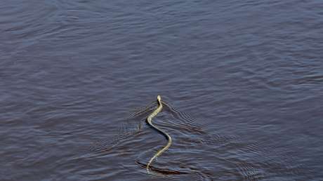 VIDEO: Captan a una peligrosa serpiente cuando nadaba cerca de niños en una playa