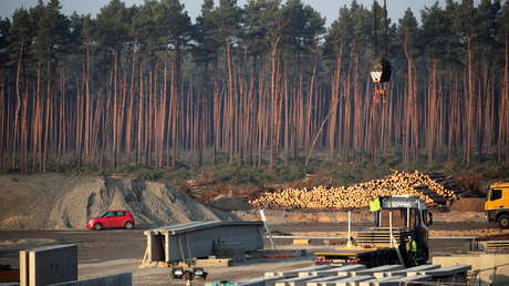 Demoran la construcción de la gigafábrica de Tesla en Alemania debido a las serpientes que hibernan en el lugar