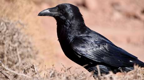 Primer 'combate de cerebros' entre un cuervo y un simio: ¿Quién gana a quién?