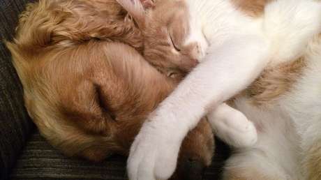 VIDEO: Una perra se sienta como si nada encima de una gata (y vive para contarlo)