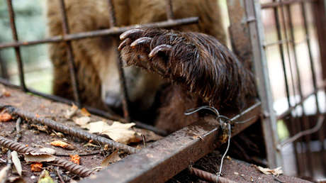 Rescatan a una osa que pasó toda su vida en una pequeña jaula en garaje y actuando en circos