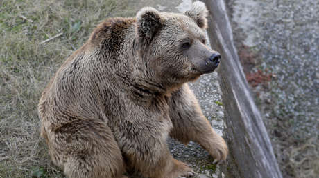 Dos osos pardos, los últimos animales del zoológico pakistaní donde vivió el "elefante más solitario del mundo", parten hacia un nuevo hogar