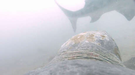 VIDEO: Captan por primera vez cómo una tortuga plana resiste el ataque de un tiburón tigre