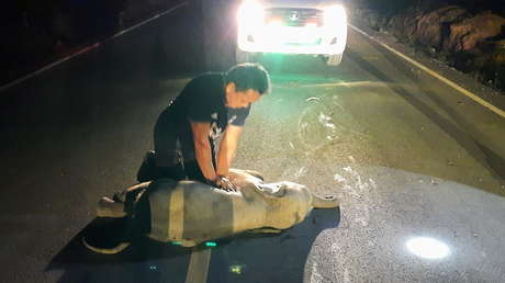 VIDEO: Un socorrista resucita con reanimación cardiopulmonar a una cría de elefante atropellada por una moto