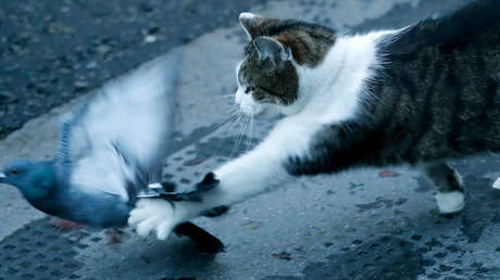 Captan al gato del primer ministro británico lanzándose sobre una paloma a las puertas de Downing Street