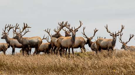 Investigan la matanza de más de 500 animales en Portugal tras la publicación de las fotos en redes sociales
