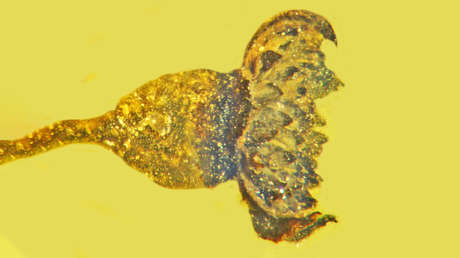 Identifican una desconocida flor del Cretácico que el ámbar conservó durante 99 millones de años