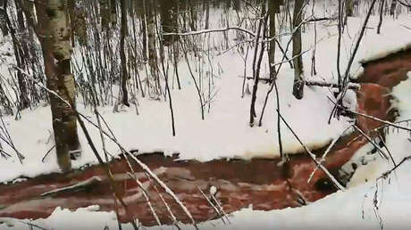 VIDEOS: Aparece un río de sangre en el noroeste Rusia causado por una granja de truchas