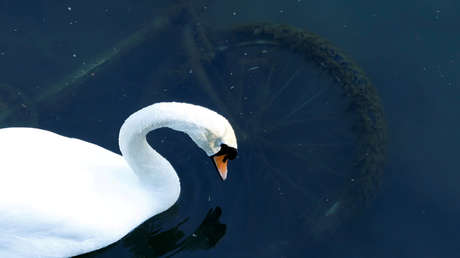 FOTO: Un cisne se planta en una vía férrea afligido por la muerte de su compañero y provoca el retraso de más de 20 trenes en Alemania