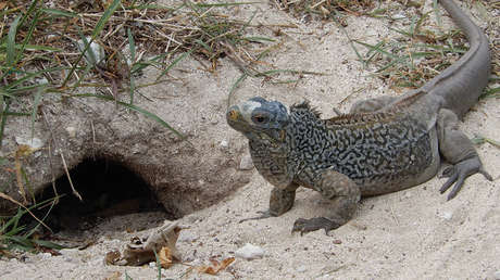 Cyclura riyeli