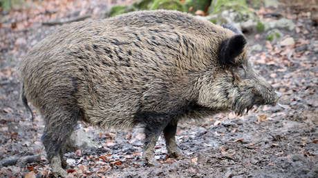 Un hombre contrae una rara infección cerebral mientras cazaba jabalíes en Florida