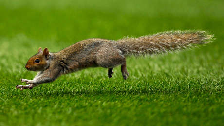 Se registran al menos 5 ataques de ardillas a humanos en Nueva York