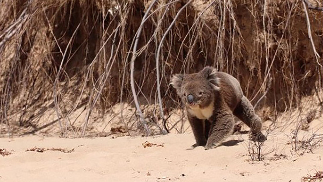 VIDEO: Un koala aparece en una playa australiana y deleita a los bañistas, pero una cuidadora de la vida silvestre afirma que estaba en pánico