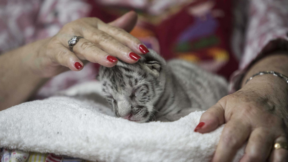 Conozca a Nieve, una rara y adorable tigresa blanca que nació en un zoológico de Nicaragua (VIDEO)