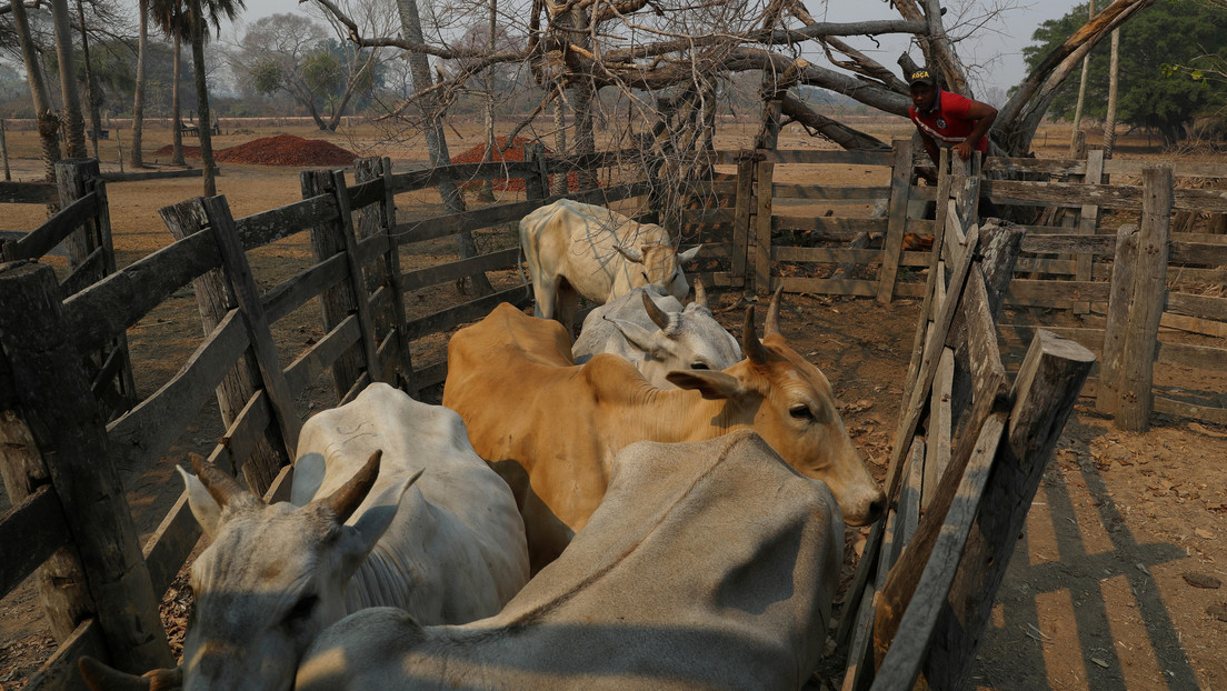 Denuncian condiciones de esclavitud en ranchos ganaderos que proveen a los mayores productores de carne de Brasil