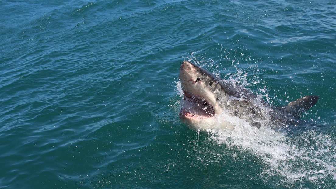 Un tiburón blanco mata a una joven de 19 años en Nueva Zelanda