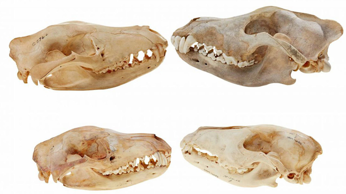 El cráneo del tigre de Tasmania era más parecido al de un lobo que al de un marsupial